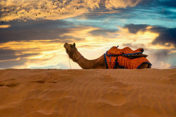Camel sitting on top of the sand dunes. Sum is a popular tourist destination withe multiple cames around. The camel is wearing orange outfits that contrast with the golden sand and the gold cloudy sky behind it